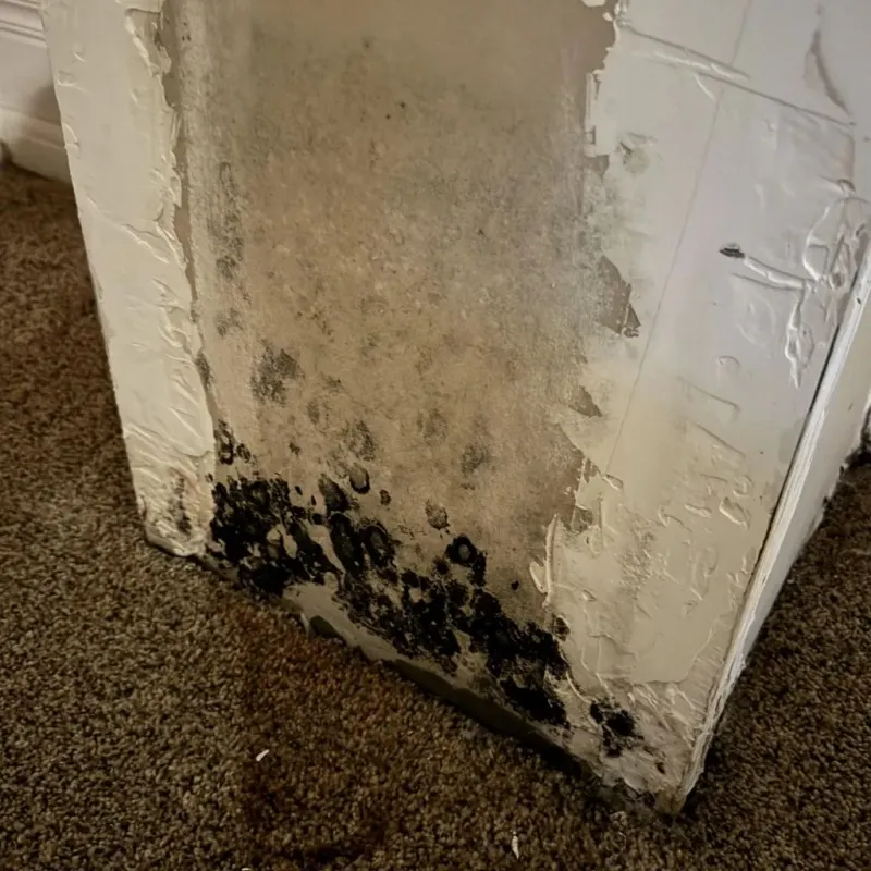 Professional Mold Removal in Polk County, GA